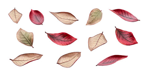Wall Mural - collection of colourful autumn leaves shot at different perspectives isolated on a white background.