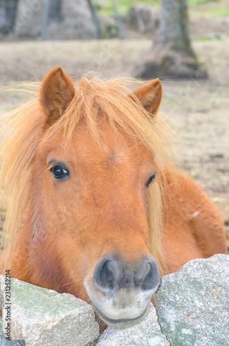 Equus Ferus Caballus Pony With Eyes Of Horizontal Pupils And Hair
