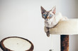 Tabby point cat with scratching furniture. Cute blue eyed devon rex is relaxing on scratching post.