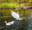 Two ducks swim in the river. White duck swimming with outstretched wings.