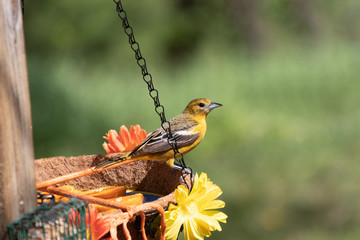 Wall Mural - Female Baltimore Oriole