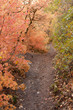 Hiking Trail in fall