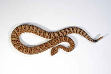 Sticker - Prärie-Klapperschlange (Crotalus oreganus lutosus) - Great Basin rattlesnake