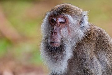 Wall Mural - A one eyed Macaque Monkey in Sarawak, Borneo