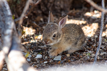 Wall Mural - A cute wild baby Cottontail Bunny Rabbit in natural Sonoran Desert habitat. 