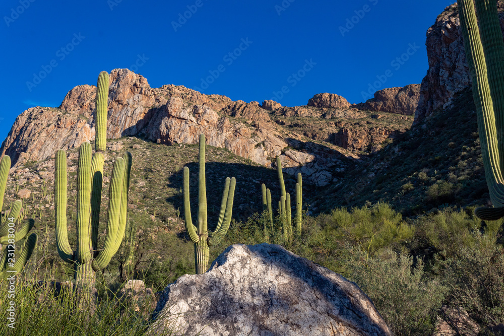 Saguaro cactus and other cacti in the Sonoran Desert. Pusch Ridge in Oro  Valley, Arizona. Steep rock cliffs, beautiful landscape, blue sky. Stock  Photo | Adobe Stock