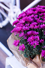 Chrysanthemums in a pot on the porch of the house, showcases