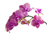 Fototapeta Storczyk - Purple Orchid Flower