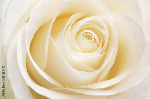 Obrazy róże  piekna-swieza-biala-roza