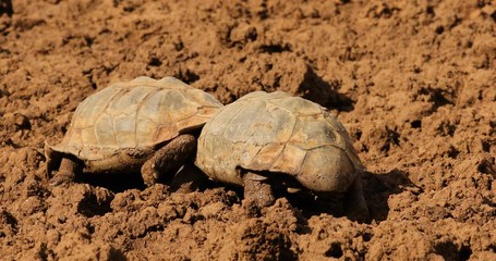 Poster - Two male leopard tortoises (Stigmochelys pardalis) fighting, South Africa