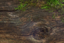 Texture Of Old Wood Log With Natural Oval Pattern And Partially Covered With Bright Green Moss