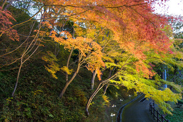 Wall Mural - maple tree in autumn at the park
