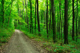 Fototapeta Na ścianę - Path in green forest
