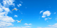 Seagulls Flying In The Blue Sky With Clouds.