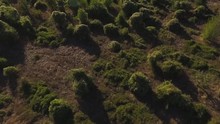 Aerial View On Grey Fields With Small Bushes. Shot. Aerial View, Directly Above Of Green Bushes Orange Trees Rows. Agricultural Fields, Cultivated Land