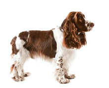 Liver And White English Springer Spaniel, Standing Side View Against White Background
