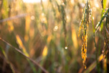 Fototapeta Na ścianę - Rice field in the morning,select focus.