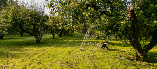 Orchard apple trees