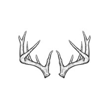 Handrawn Antler Vector, Hunting Logo Design Inspiration