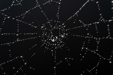 Wall Mural - wet spider web in the nature, dew on cobweb