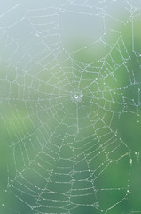 Wall Mural - wet spider web in the nature, dew on cobweb
