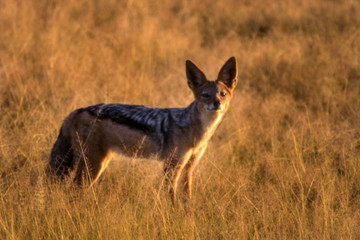 Wall Mural - Black Backed Jakal (Canis mesomelas), Central Kalahari Game Reserve, Ghanzi, Botswana, Africa
