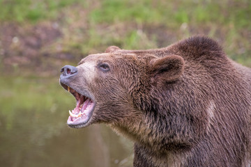 grizzly bear roaring