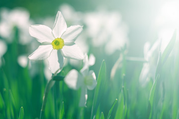 Wall Mural - white daffodils in the sunlight on a beautiful blurred natural background. soft selective focus.