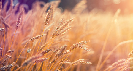 Wall Mural - Wonderful rural landscape. Golden ears of wheat with a lot of copy space.