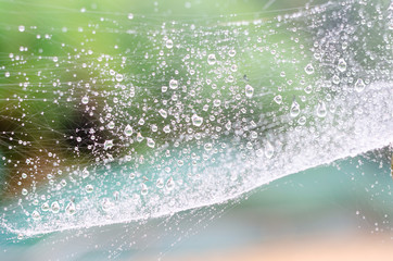 Wall Mural - wet spider web in the nature, dew on cobweb
