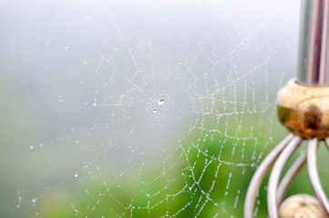Wall Mural - wet spider web in the nature, dew on cobweb