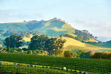 Vineyards In California, USA