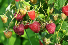 Fruits Of Raspberry On A Bush Branch