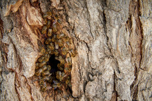 Bees Collect Honey In A Wild Beehive In The Hollow Of A Tree.