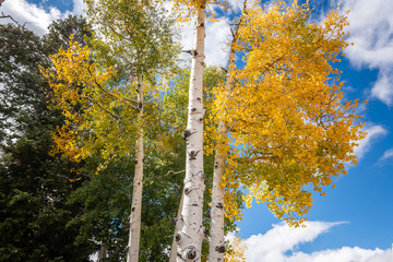 Wall Mural - Autumn in Bryce Canyon National Park