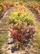 Viñedos en otoño en la Rioja, con sus hojas de colores ocres.