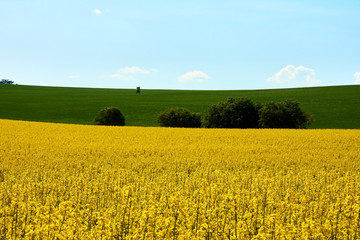 Wall Mural - View of a yellow field of rapeseed with green grass and trees under a blue sky