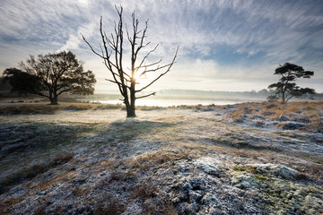 Wall Mural - sunshine through old dry tree on misty morning