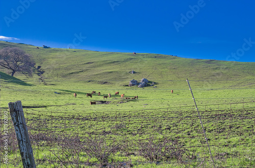 Fotografie, Obraz Cows crazing in the rolling hills of Sonoma County (USA)