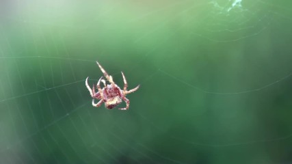 Slow Motion of Araneus diadematus weaving web. Close-up cross spider on cobweb in the garden. Making Its Web. Macro closeup of small spider weaving and making repairs to it's net.-Dan