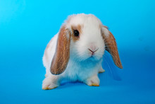 Cute Little Young Bunny Rabbit Lop Eared Dwarf Rabbits