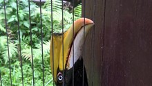 4K, Close Up A Female Great Indian Hornbill In Captivity Behind The Metal Bars Of Zoo. Beautiful Oriental Buceros Bicornis Bird At Forest Between Tropical Trees And Plants In Southeast Asia-Dan