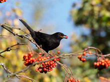 Blackbird, Turdus Merula