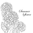 Vector corner bouquet of outline Hydrangea or Hortensia flower bunch and ornate leaves in black isolated on white background. Contour garden plant Hydrangea for summer design and coloring book.