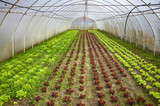Fototapeta Mosty linowy / wiszący - Traditional organic greenhouse interior