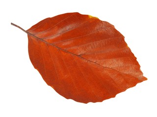 Wall Mural - leaf on white