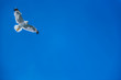 Seagull soaring in open sky