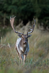 Poster -  fallow deer, dama dama