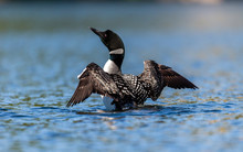 Common Loon Swimming In A Lake In The Laurentians, North Quebec Canada.