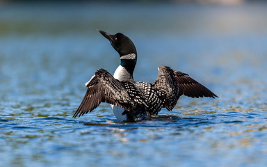 Common loon swimming in a lake in the Laurentians, north Quebec Canada.